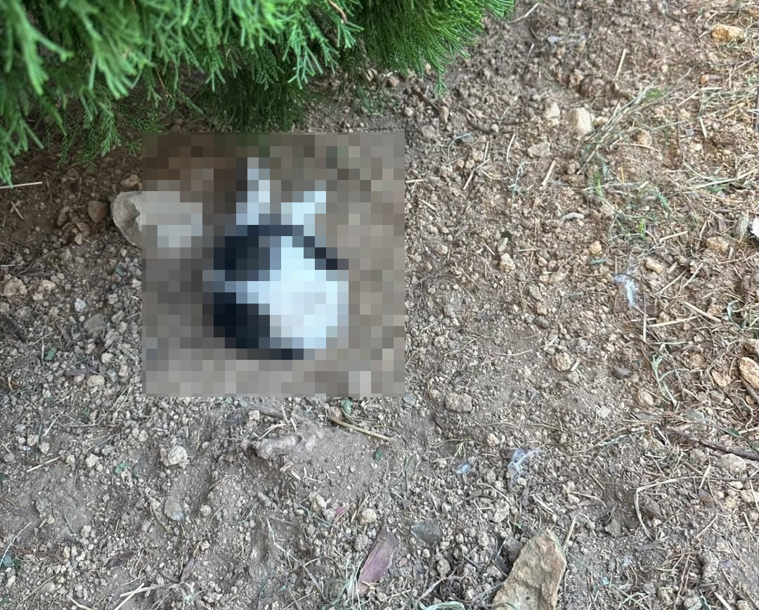 A cat was found dead and half-buried in the ground in Busan, police said on Dec. 1. [YONHAP]