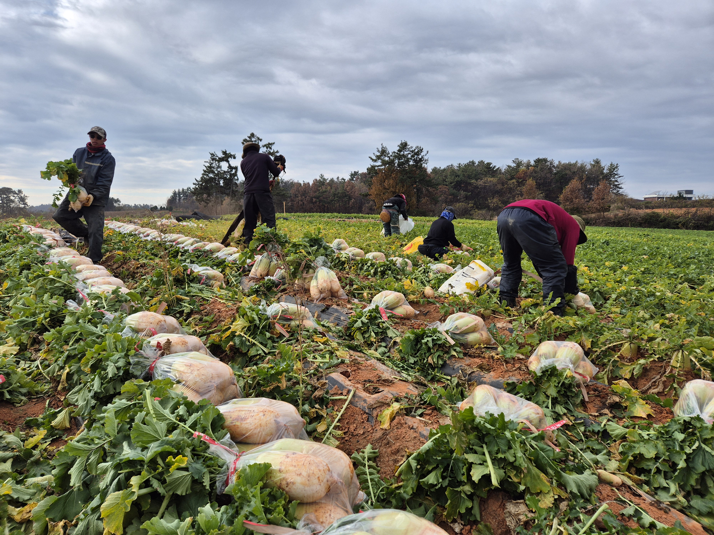 Workers are seen harvesting radishes in a field in Dopo-myeon, Yeongam County, South Jeolla, on Dec. 4. [HWANG HEE-GYU]