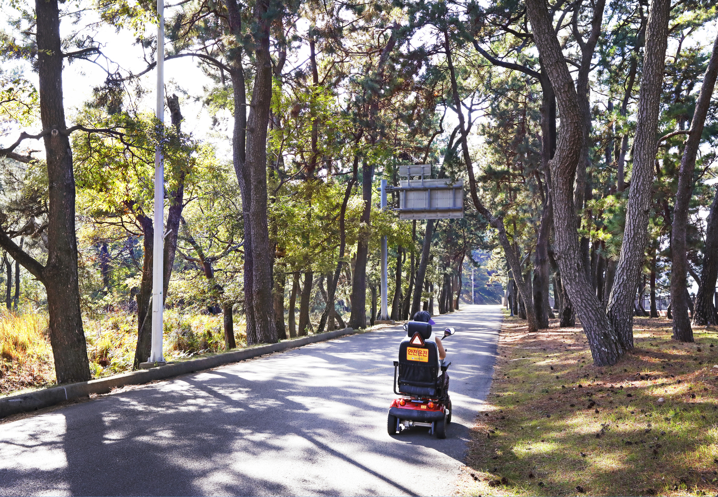 A person in a wheelchair travels along the pine-lined Sutanjang road on Sorok Island in Goheung County, South Jeolla, once used for monthly reunions between leprosy patients and their children. [PARK SANG-MOON]