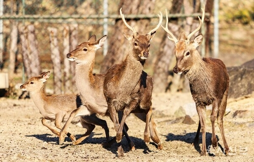 Deer living in the campus of the Korea Military Academy in northern Seoul are seen in this photo captured from the academy's newspaper. [SCREEN CAPTURE] 