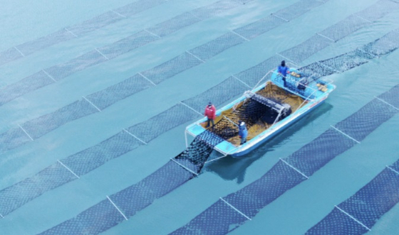 Seaweed farming takes place in Taean County, South Chungcheong. [TAEAN COUNTY] 