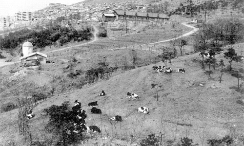 Yonsei University's 11 acres of grassland near its Sinchon campus in Seodaemun District, western Seoul, which was turned into a pasture in the 1970s [YONSEI UNIVERSITY DAIRY]
