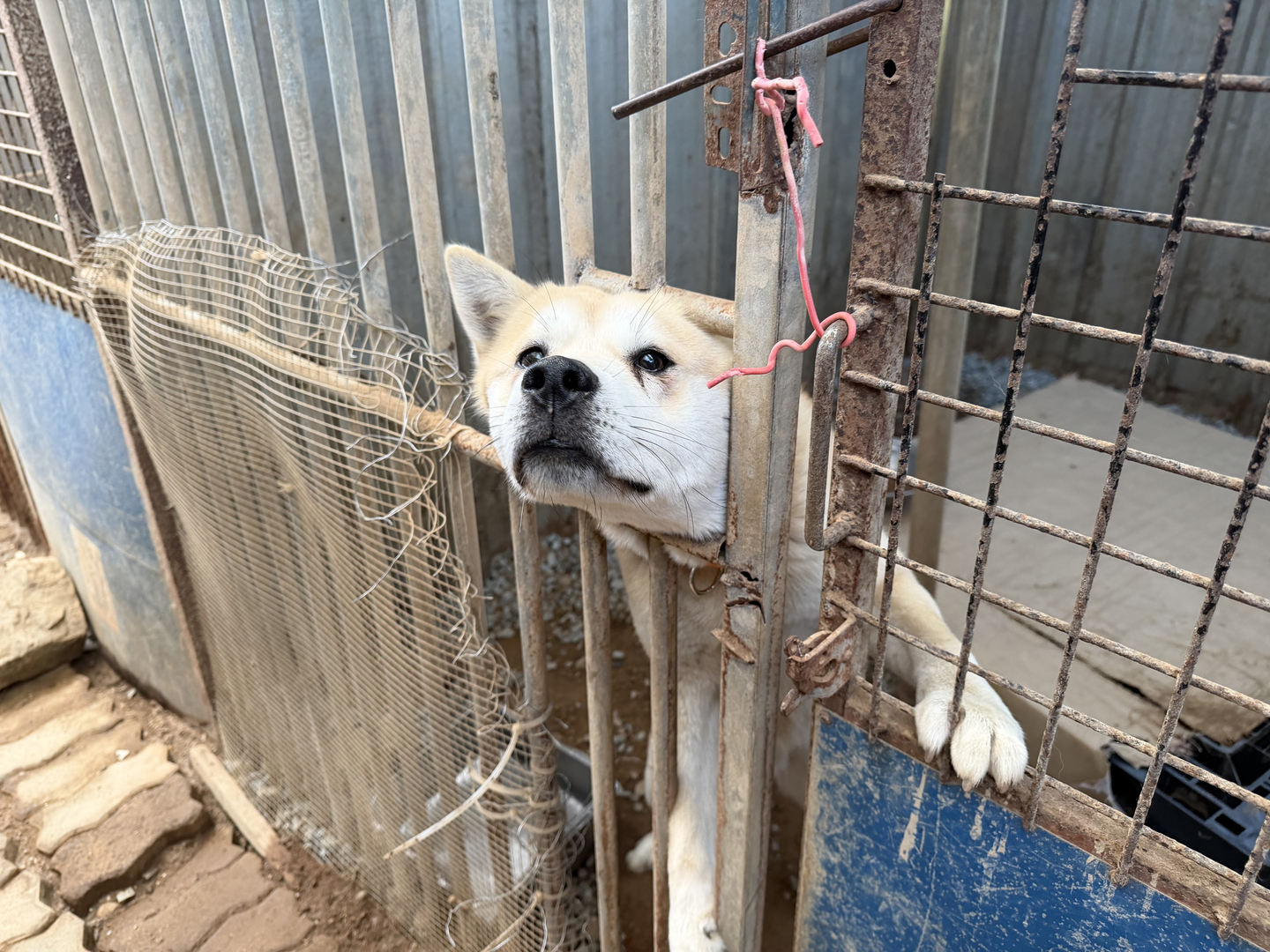 An abandoned dog stays at a shelter operated by the Incheon Veterinary Medical Association in Incheon on Dec. 11. [IM SOUNG-BIN]