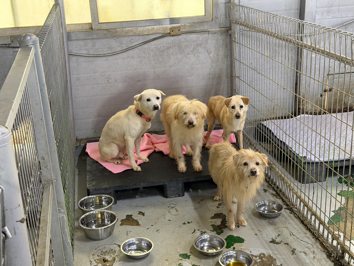 Abandoned dogs stay at a shelter operated by the Incheon Veterinary Medical Association in Incheon on Dec. 11. [IM SOUNG-BIN]