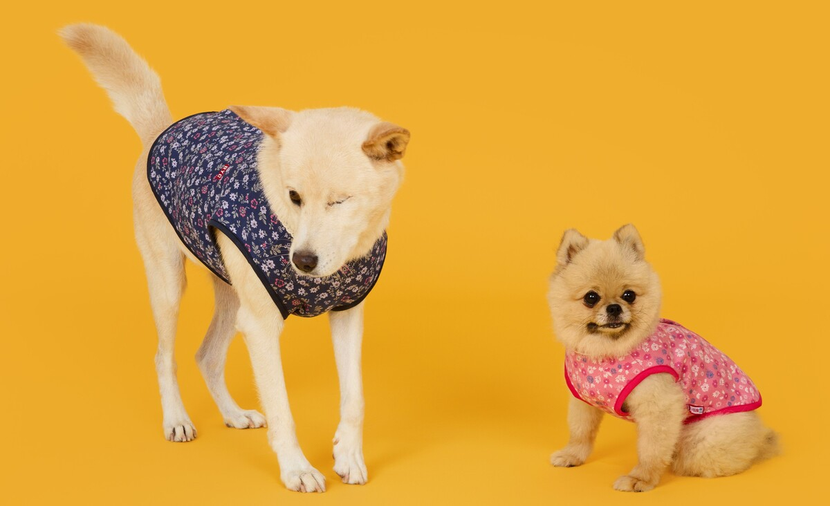 Dogs wear floral vests made by BYC for pets. [BYC]