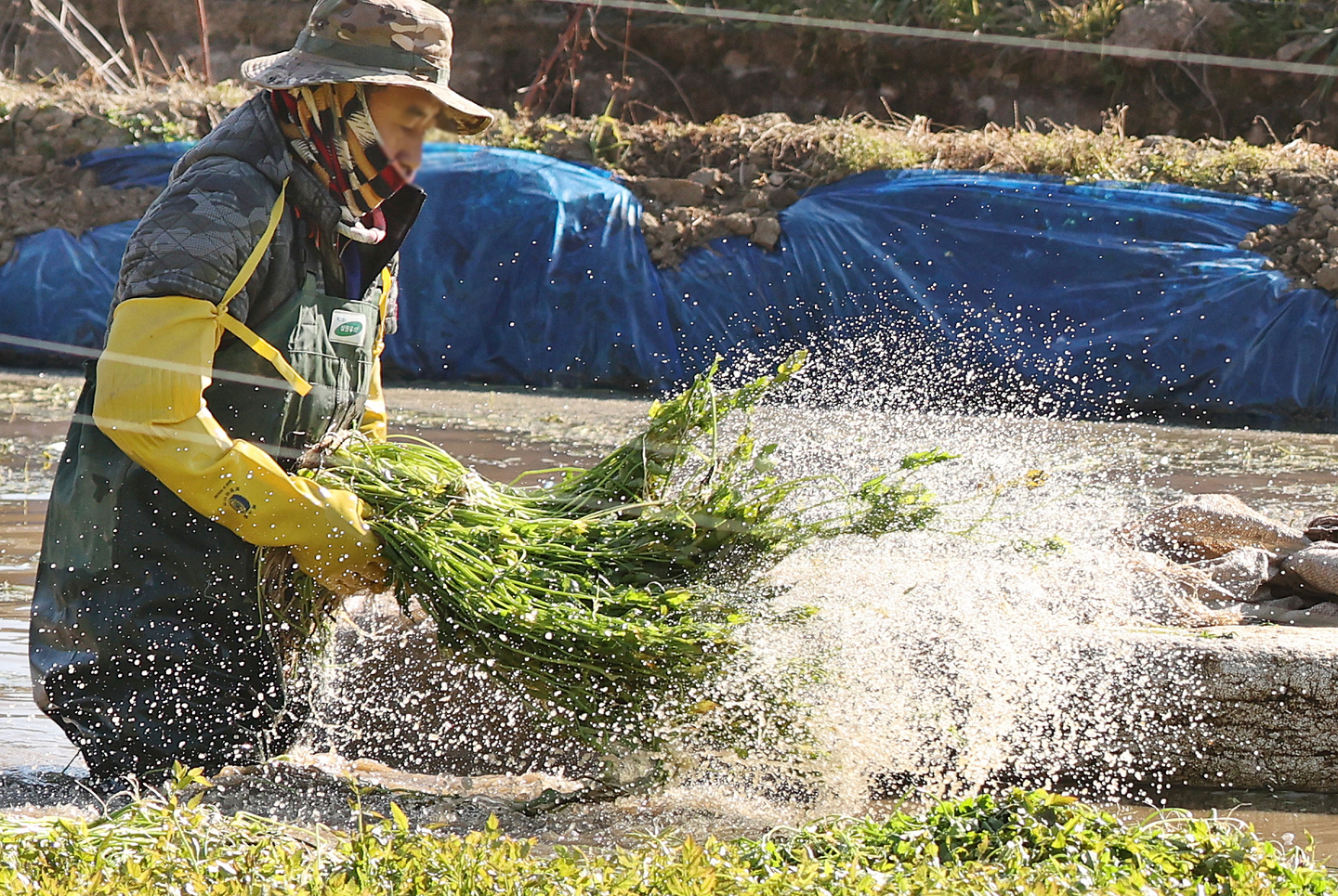 A foreign worker harvests dropwort at a field in Cheolma-myeon, Gijang County, Busan, on Dec. 15. [YONHAP]