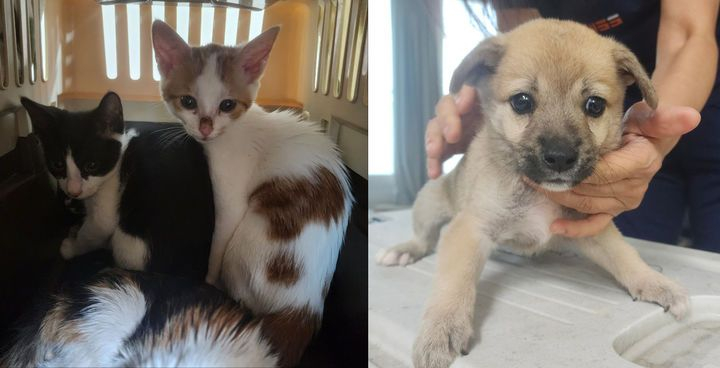 A dog and cats rescued from the home of a man indicted for violating the Animal Protection Act are pictured in this photo. [NATIONAL UNION FOR THE PROTECTION OF CATS]