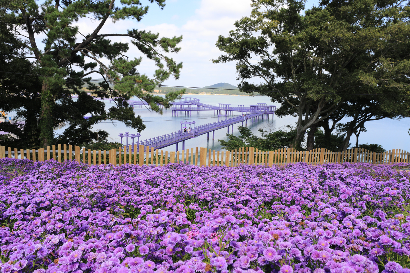 Violet Aster flowers in full bloom on Banweol Island, one of two so-called Purple Islands in Shinan County, South Jeolla, in September 2022 [MINISTRY OF THE INTERIOR AND SAFETY]