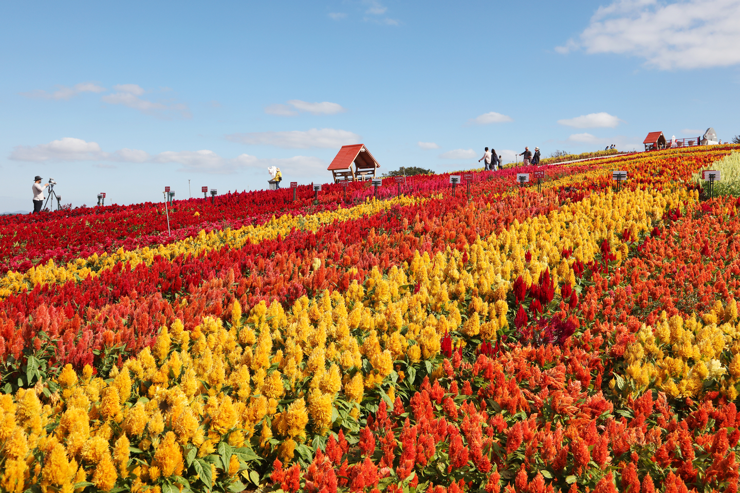 Visitors walk among fields of autumn flowers on Byeongpung Island in South Jeolla in October 2022. [SHINAN COUNTY]