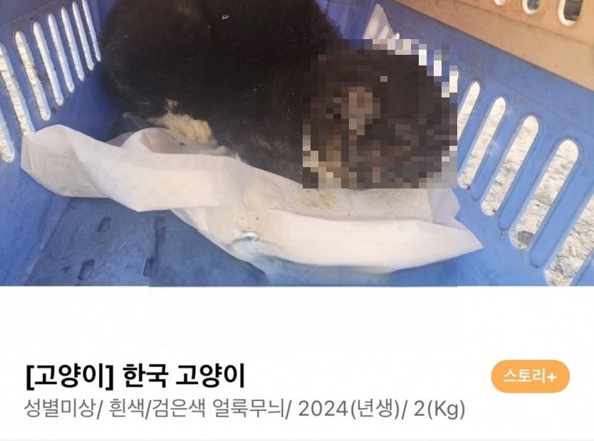 A picture of a cat that was found severely burned in Dong District, Daejeon, posted on animal rights group Care's website [SCREEN CAPTURE]