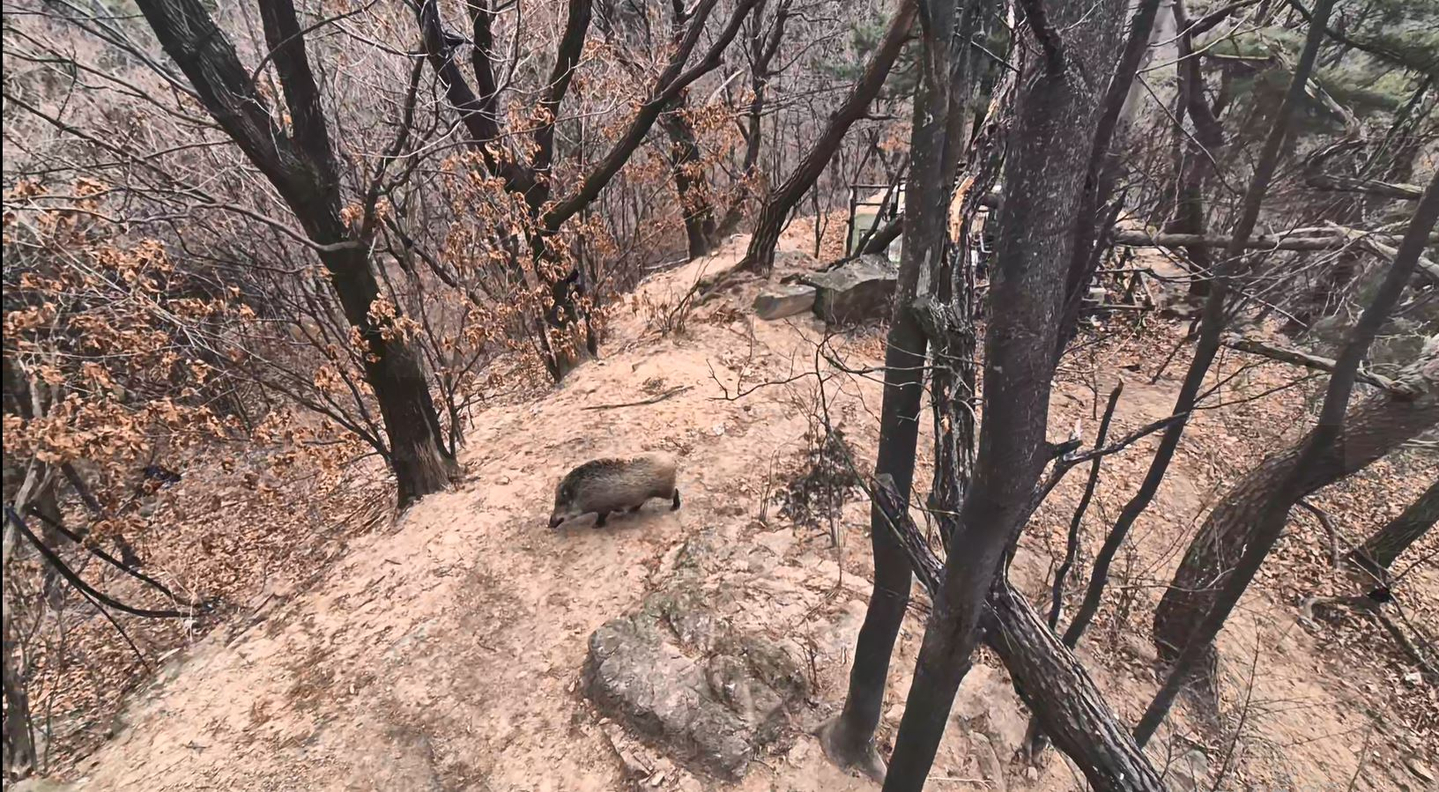 Wild boars are seen near a mountain trail in Mount Bukhan on Jan. 3 at noon. [JEON ICK-JIN]