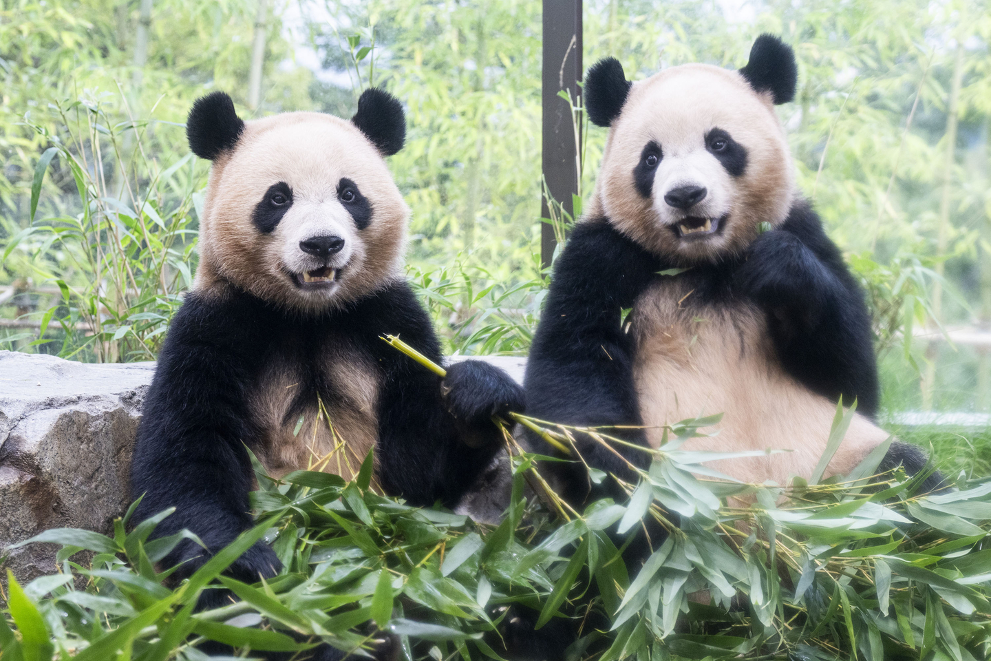 Hui Bao and Lui Bao are seen at the Everland amusement park in Yongin, Gyeonggi, on Oct. 23, 2025.  [SAMSUNG C&T] 