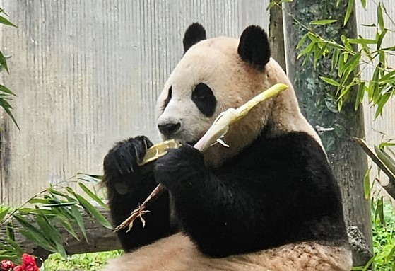 Fu Bao, a panda that was returned to China in 2024, is seen at a zoo in China on Dec. 12, 2025. [NEWS1]