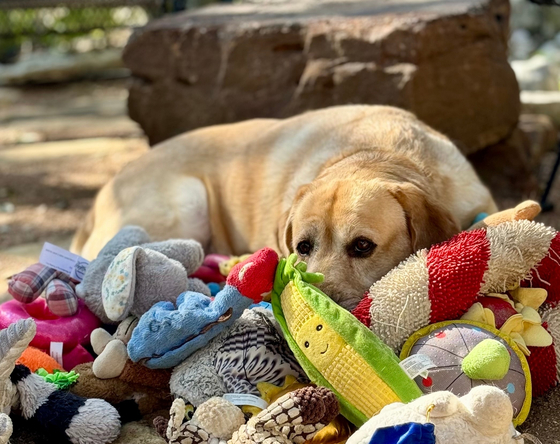 This 2023 image provided by Shany Dror shows a labrador named Augie in Texas. [AP/YONHAP]