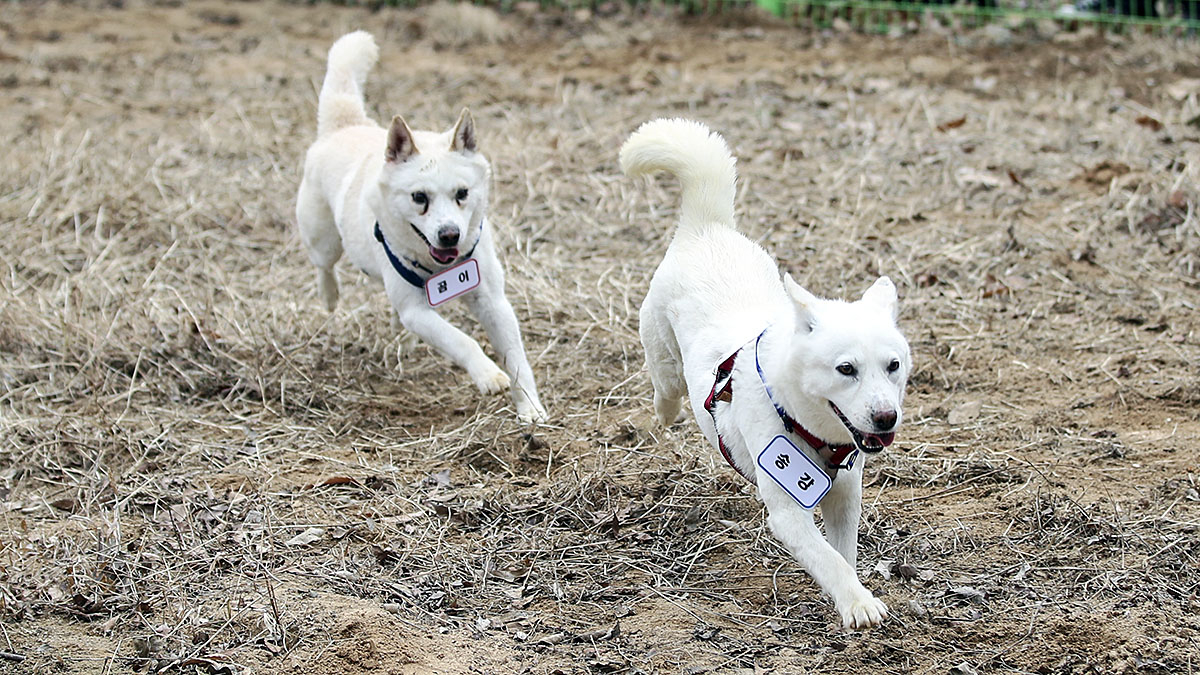 On the morning of Dec. 12, 2022, Pungsan dogs Gomi and Songkang, once raised by former President Moon Jae-in, play at Uchi Park's zoo in Buk District, Gwangju. The zoo mistakenly swapped their name tags. [YONHAP]