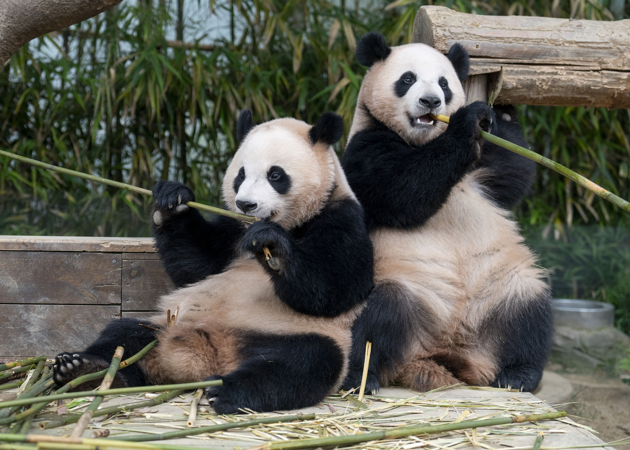 The twin panda sisters Hui Bao, left, and Rui Bao, at Everland in Yongin, Gyeonggi [EVERLAND]