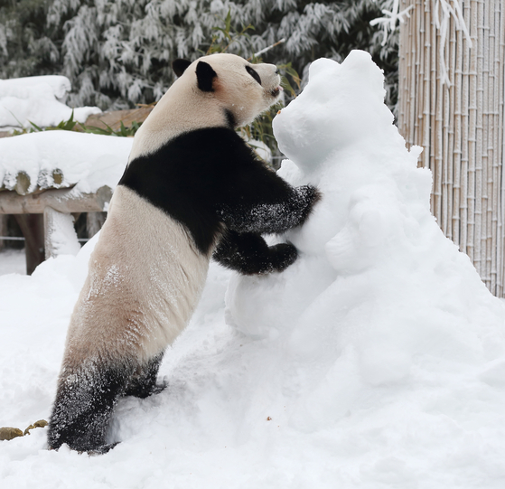 Le Bao plays in the snow at Everland in Yongin, Gyeonggi, on Jan. 15, 2019. [EVERLAND] 