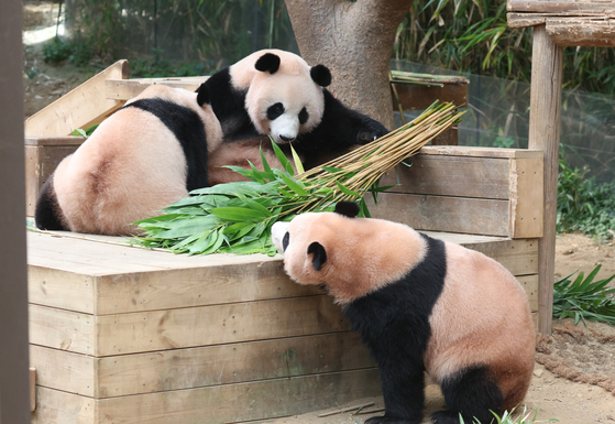 Twin giant pandas Hui Bao and Rui Bao spend time with their mother, Ai Bao, at Everland in Yongin, Gyeonggi, on Aug. 12, 2025. [NEWS1] 