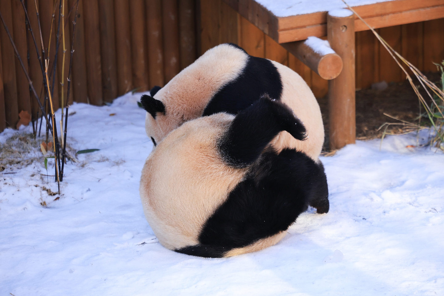 In the snow-covered Panda Second House, Rui Bao, right and Hui Bao, munch on their morning feed on Jan. 18. Everland said on Jan. 19 that it is launching ‘Winter Good Morning Bao Family,’ where visitors can meet the playful pandas in the morning hours before opening. The program will run from Jan. 21 to Feb. 28. [Everland]