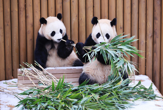 In the snow-covered Panda Second House, Rui Bao, right and Hui Bao, munch on their morning feed on Jan. 18. Everland said on Jan. 19 that it is launching ‘Winter Good Morning Bao Family,’ where visitors can meet the playful pandas in the morning hours before opening. The program will run from Jan. 21 to Feb. 28. [Everland]