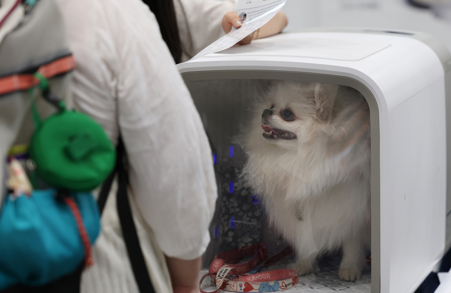 A dog is seen during a demonstration of pet products at a pet fair held in Suwon, Gyeonggi on July 4, 2025. [NEWS1]