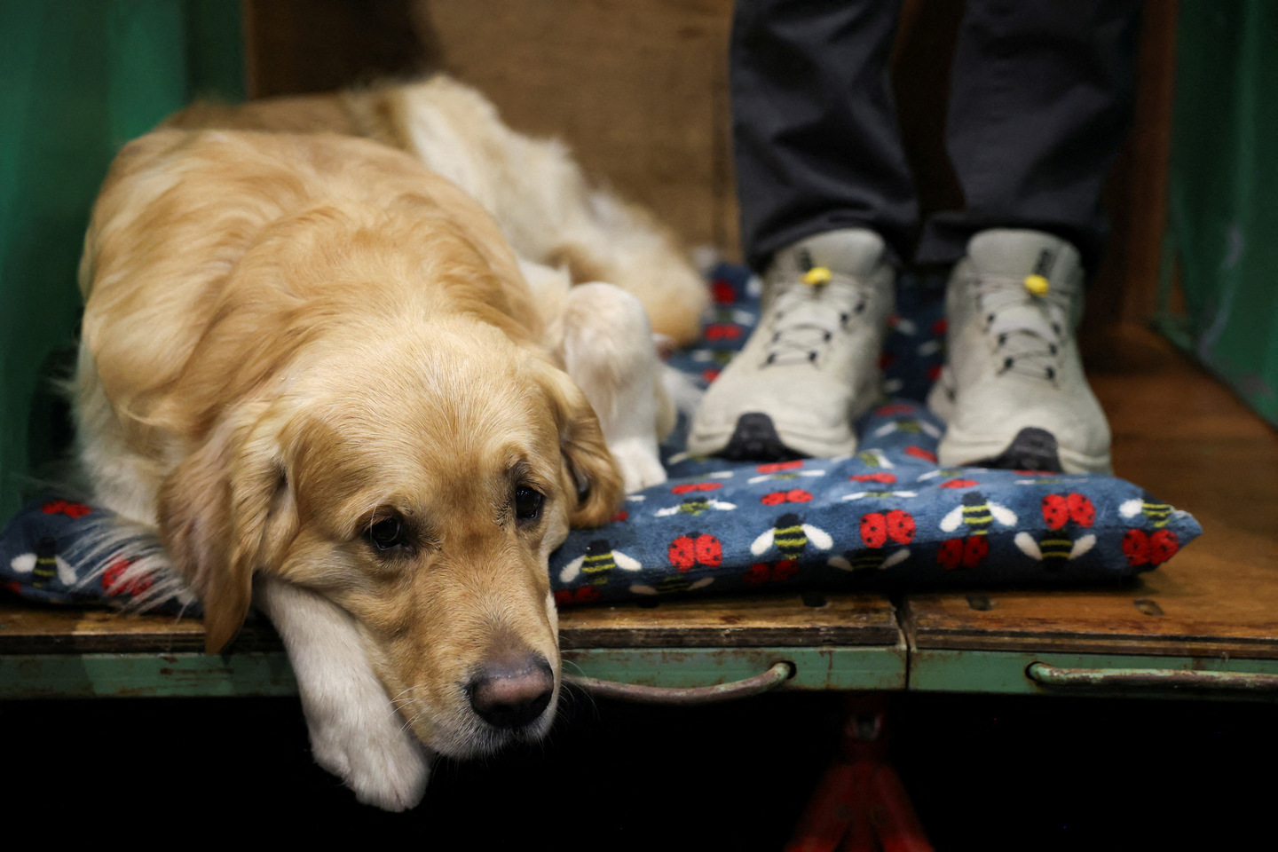 A golden retriever rests during the Crufts dog show in Birmingham, Britain on March 8, 2025, in this photo unrelated to the story. [REUTERS/YONHAP] 