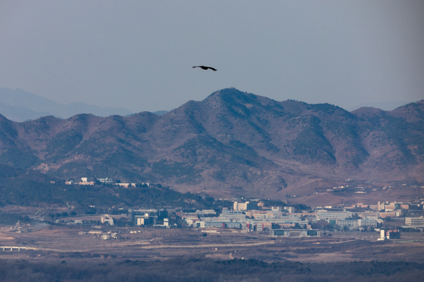 An eagle flies over the border dividing the two Koreas, seen from Paju, Gyeonggi, on Jan. 11. [YONHAP]