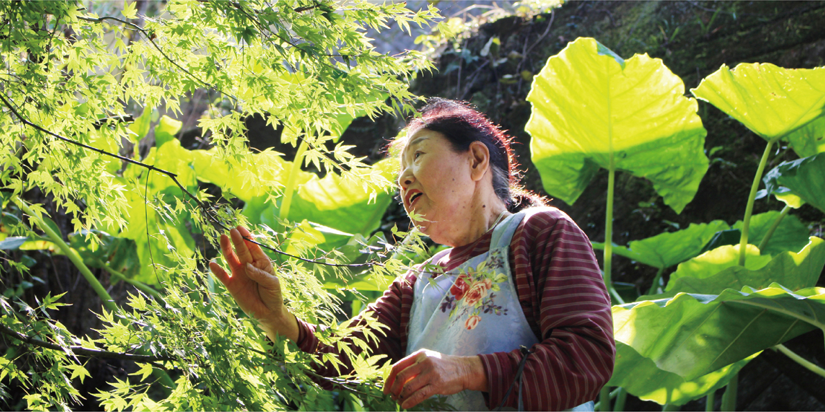 A grandmother picks leaves in an undated file photo uploaded on website of Irodori, which promotes sales of the processed leaves across the nation. [IRODORI]