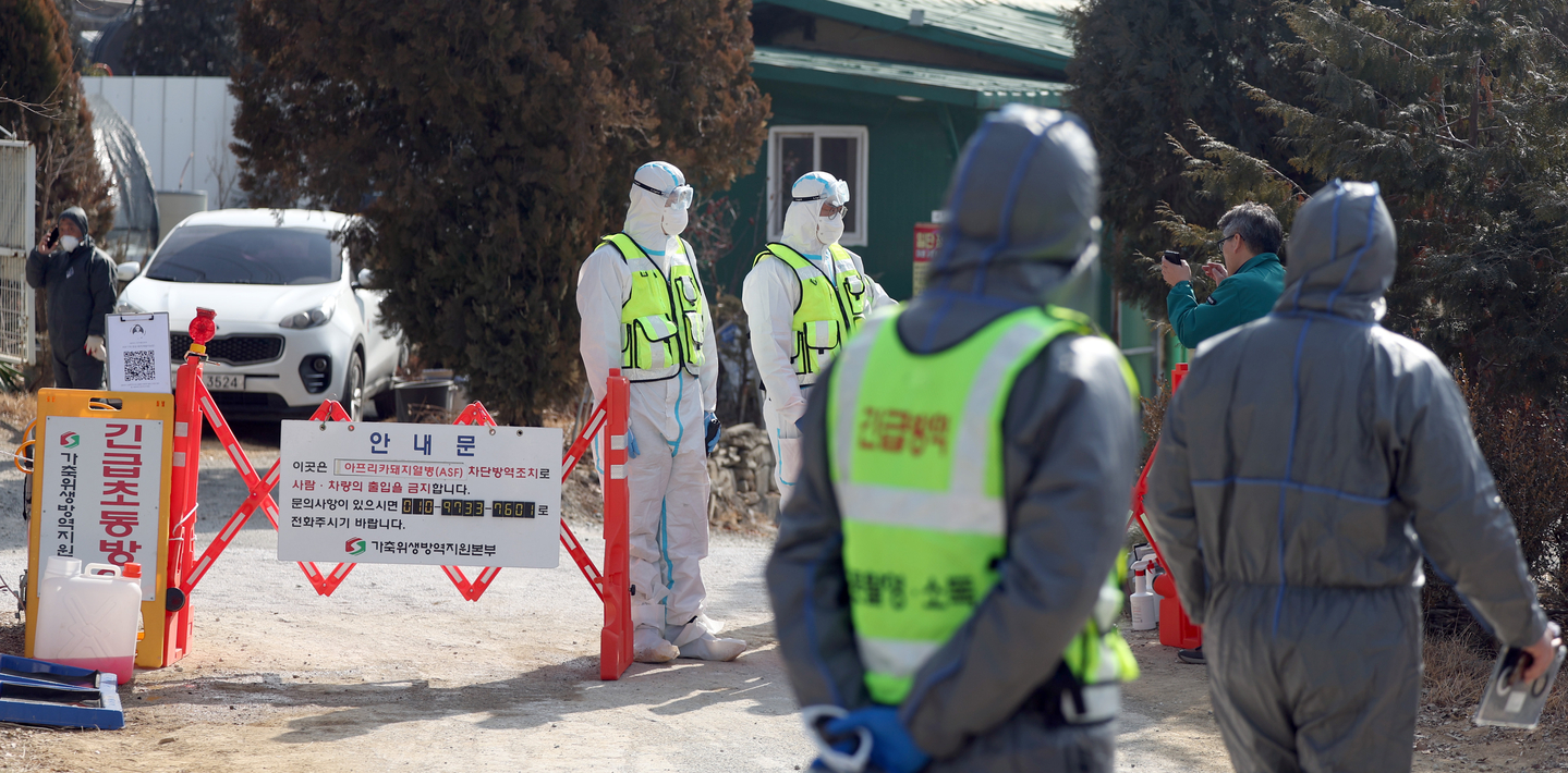 Quarantine authorities are seen controlling the area around a pig farm where African swine fever broke out, at a pig farm in Changnyeong County, South Gyeongsang, on Feb. 4. [YONHAP] 