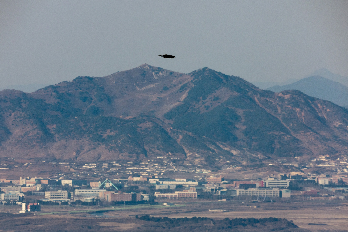 An eagle flies over the demilitarized zone separating the two Koreas, as seen from the border city of Paju, Gyeonggi, on Jan. 11. [YONHAP] 
