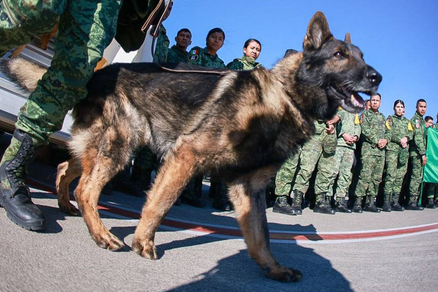 A rescue dog is seen at an airport in Turkey on Feb. 8, 2023, in this file photo unrelated to the story. [AFP/YONHAP] 