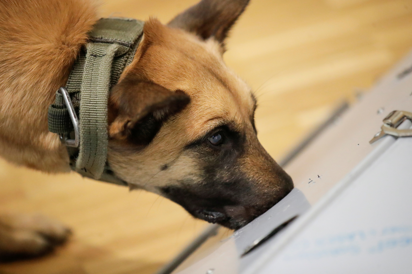 A Belgian shepherd dog is seen during a training session at Hanover University in Hanover, Germany on Feb. 3, 2020, in this stock photo unrelated to the story. [REUTERS/YONHAP] 