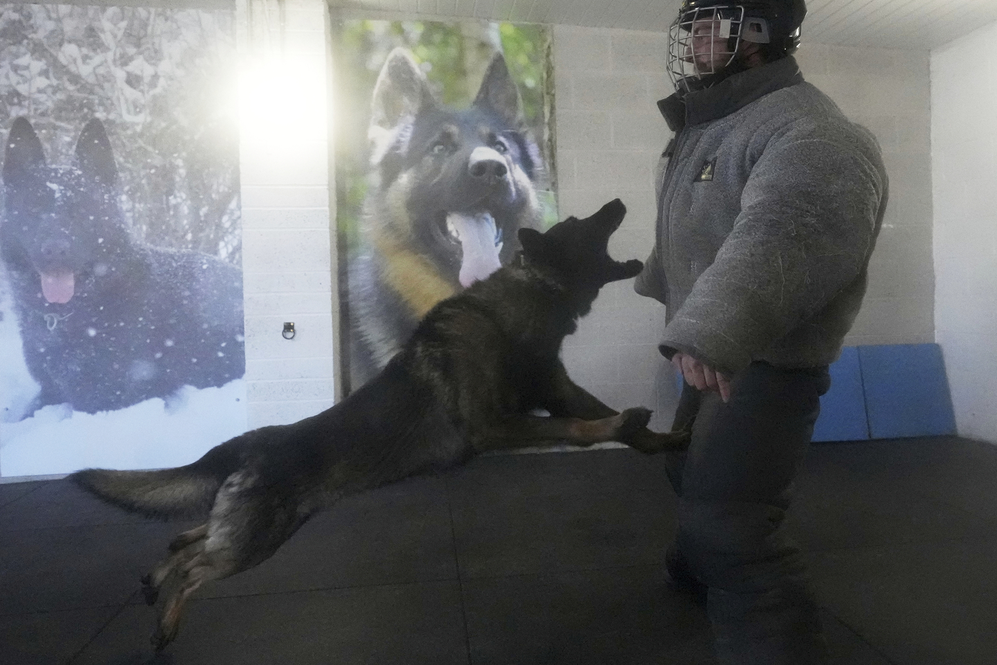 A German shepherd attacks a person dressed in padding during a training session at the Strapestone Kennels in Radstock, England, on March 5, 2025, in this photo unrelated to the story. [AP/YONHAP]