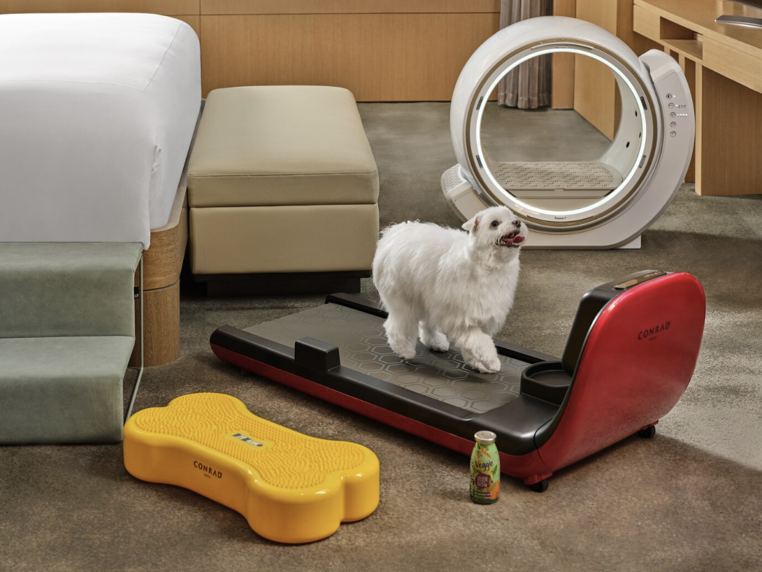 A dog walks on a pet treadmil, which is provided as paratk of Pet Masion package at Conrad Seoul. [CONRAD SEOUL]