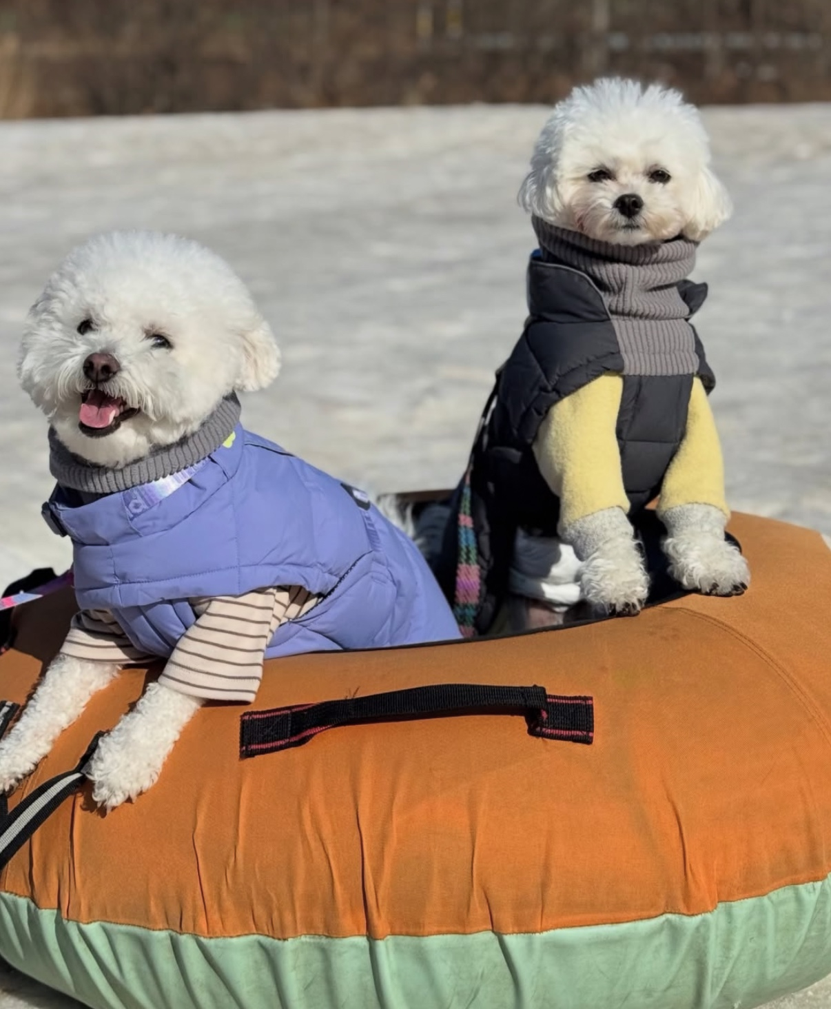 Dogs ride on a snow sled. [SCREEN CAPTURE]