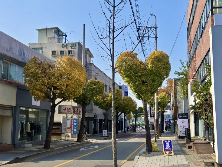 A roadside tree trimmed into a heart shape stands along a street in Sangdang District, Cheongju, North Chungcheong on Nov. 20. [CHEONGJU CITY HALL]