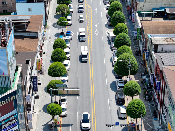 A row of three-flower maple trees planted by Danyang County in North Chungcheong [DANYANG COUNTY]