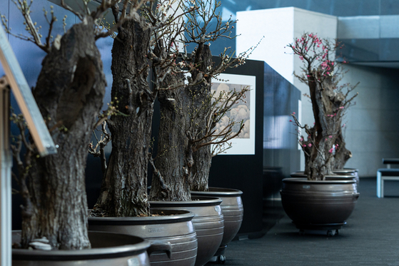 Plum trees are displayed at the National Museum of Korea's “Ipchun Maehyang — The Fragrance of Plum Blossoms Heralding a New Spring" exhibit in Yongsan District, central Seoul. [NATIONAL MUSEUM OF KOREA]