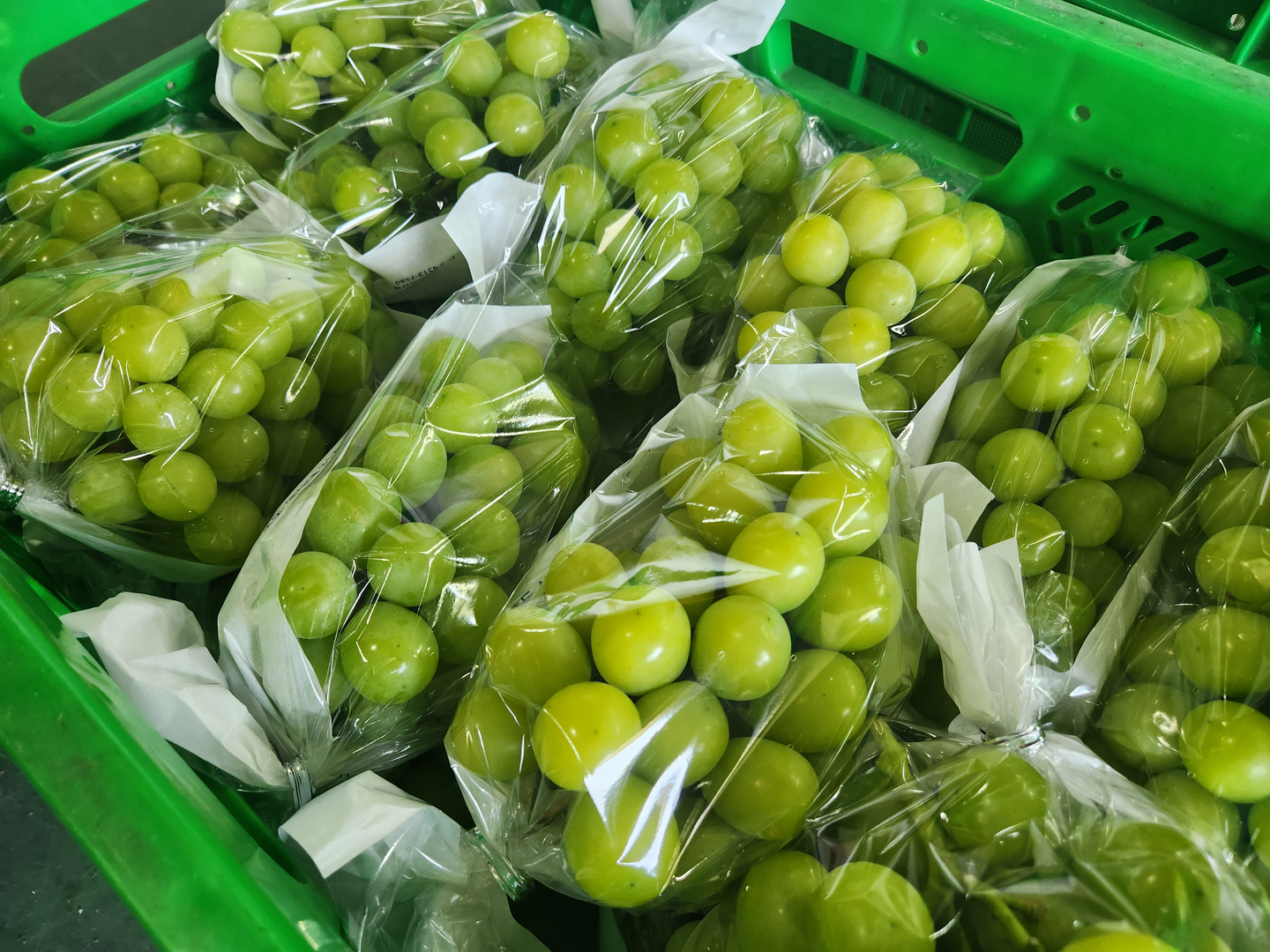 Packaged Shine Muscat grapes are seen at an agricultural logistics center in Gimcheon, North Gyeongsang, in this file photo [KIM JUNG-SEOK]