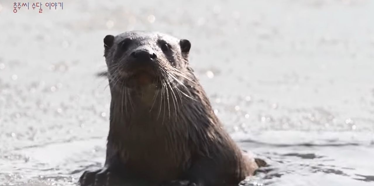 Otters photographed by Lee Kwang-joo in Dalcheon Stream and Hoamji Reservoir in Chungju, North Chungcheong. Lee filmed multiple otters in the area between December last year and January this year and uploaded the footage to YouTube. [SCREEN CAPTURE] 