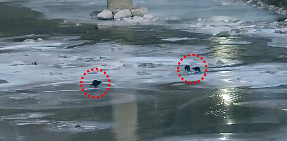 At around 7:30 a.m. on Jan. 9, an employee of Young Poong’s Seokpo zinc smelter in Seokpo-myeon, Bonghwa County, North Gyeongsang, filmed three otters in the river in front of the facility while on the way to work. [YOUNG POONG GROUP] 