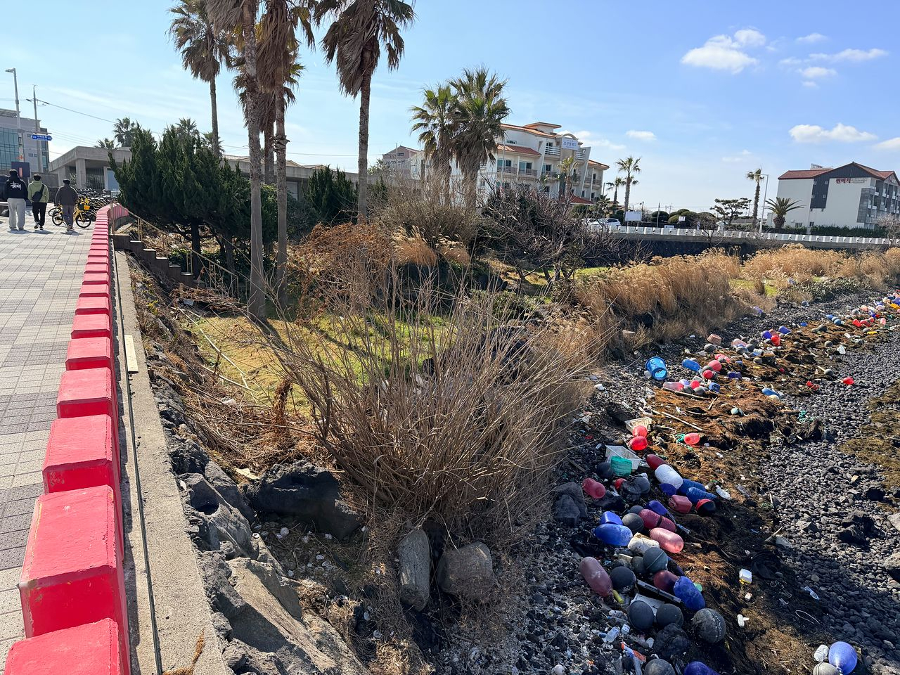 Discarded fishing gear and masses of Sargassum horneri blanket the coastline of Iho-dong in Jeju City on the afternoon of Jan. 9. [JOONGANG ILBO] 