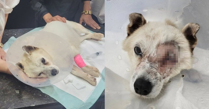 A dog severely injured after two Marine officials shot multiple rounds of BB guns, left, had one of its eyes taken out as a result. [SCREEN CAPTURE]