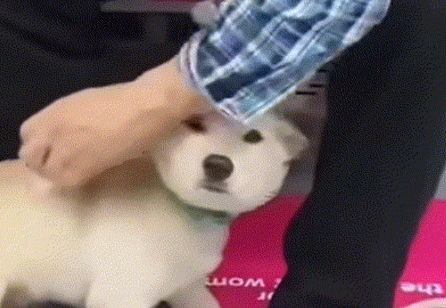A man is alleged to have applied balm not suitable for pets all over a dog while on a Seoul subway train on Aug. 1. [SCREEN CAPTURE]