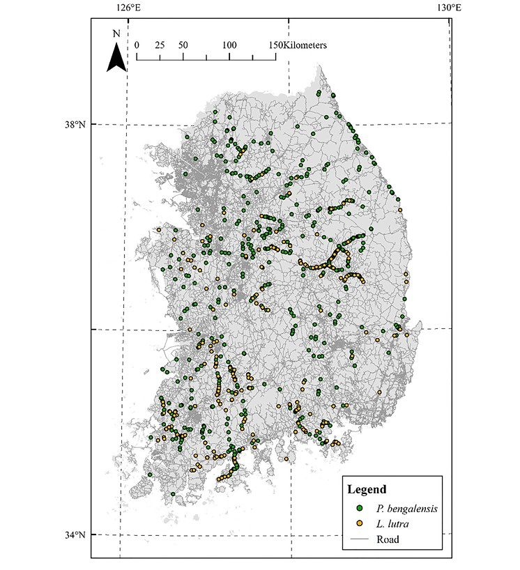 Locations of roadkill incidents involving endangered species — the leopard cat and Eurasian otter — recently published in the international journal Animal Cells and Systems by Prof. Jang Yi-kwon of Ewha Womans University and Prof. Kim Ki-yoon of Chungbuk National University’s College of Veterinary Medicine. Yellow markers indicate otter cases. [ANIMAL CELLS AND SYSTEMS] 