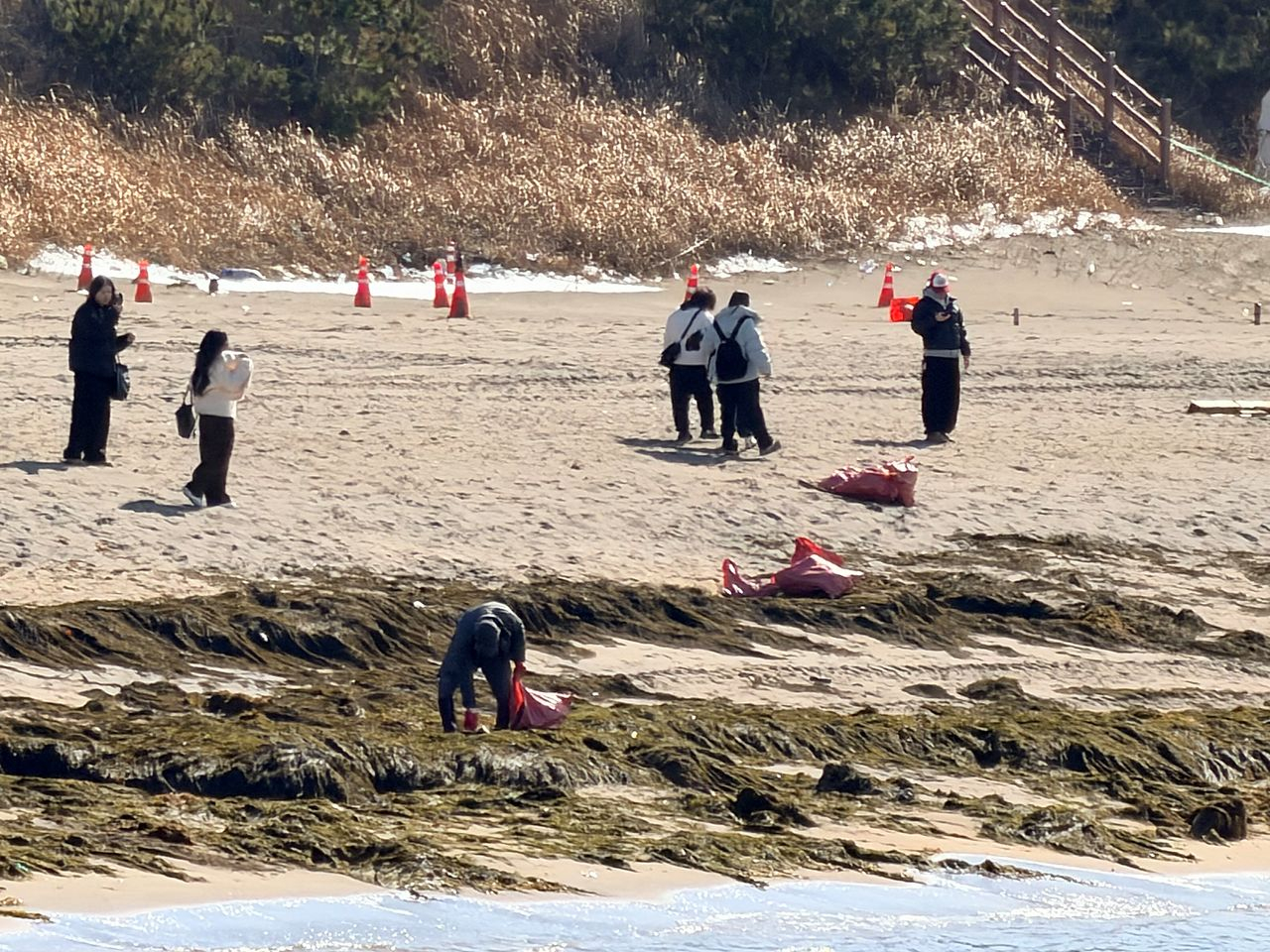 A Jeju marine environment worker carries out cleanup operations on masses of Sargassum horneri, or Asian wireweed, covering Ihoteu Beach and nearby coastal areas in Jeju City on the afternoon of Jan. 9. [JOONGANG ILBO] 