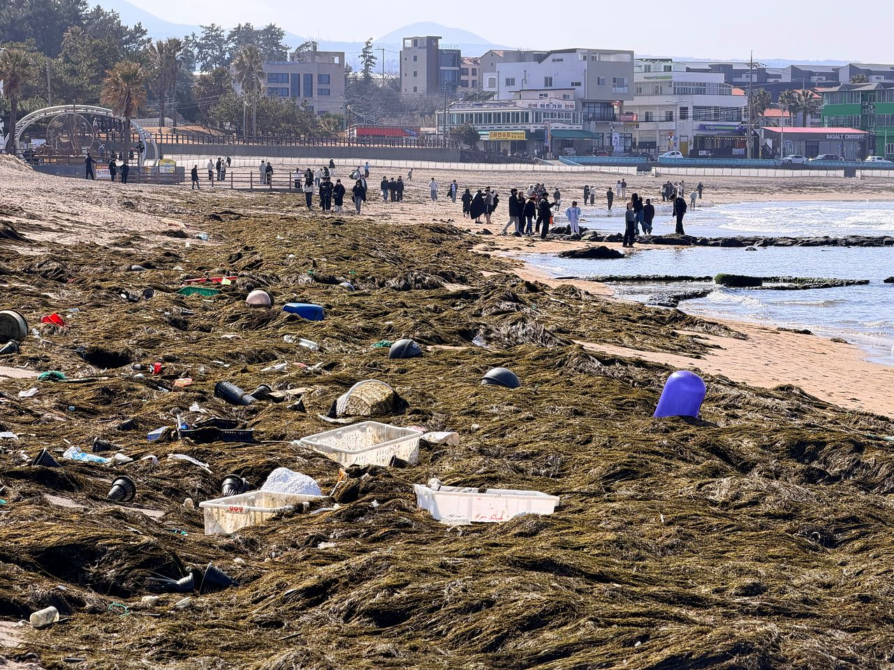 Masses of Sargassum horneri, also called Asian wireweed, blanket Ihoteu Beach and nearby coastal areas in Jeju City on the afternoon of Jan. 9. [JOONGANG ILBO] 