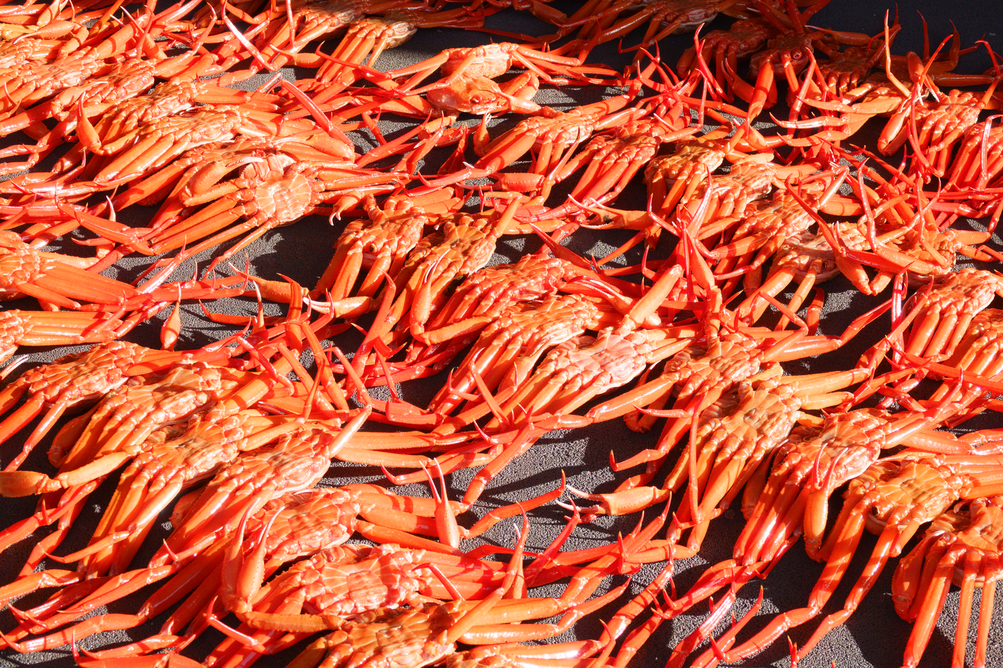 Snow crabs measuring over 9 centimeters in vertical length are spread across the floor. [GNC 21]