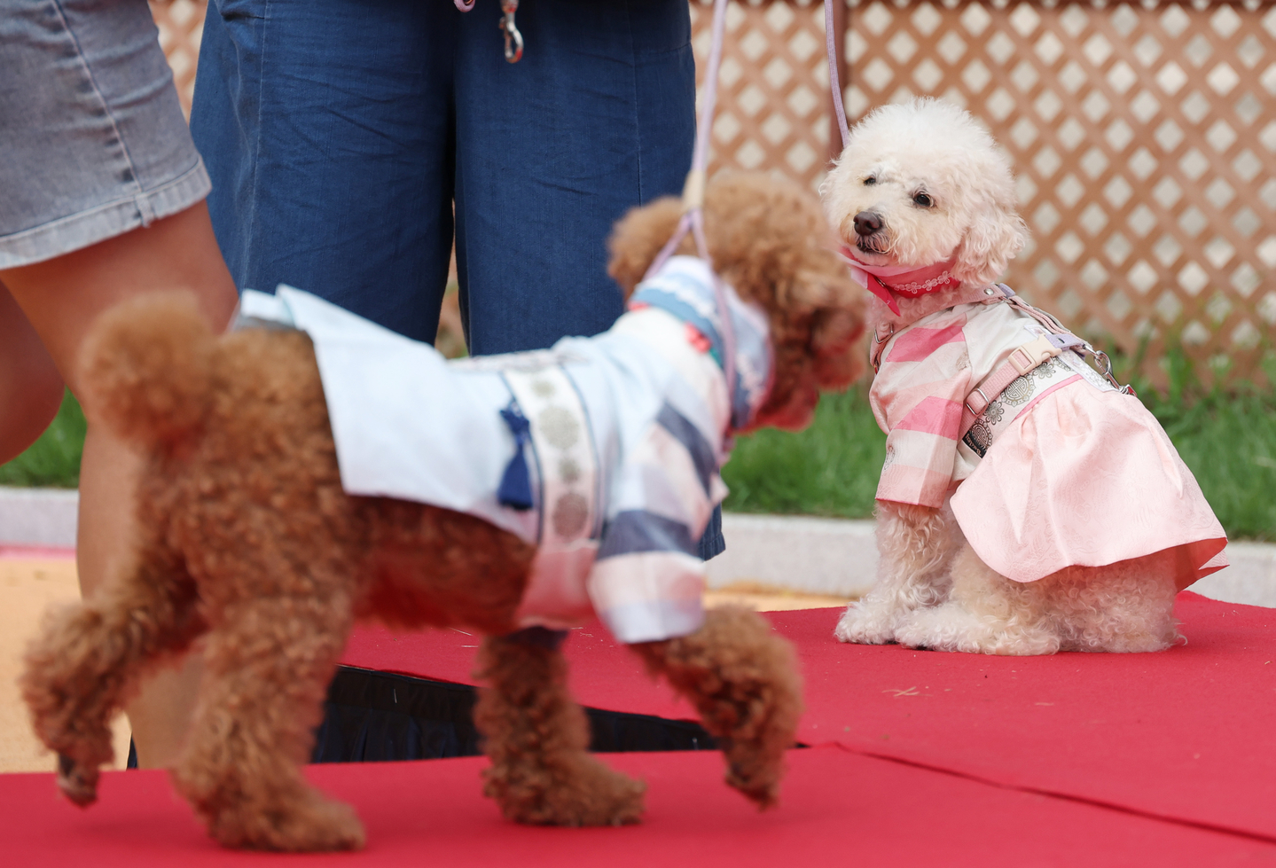  hanbokDogs strut down the runway wearing hanbok, or Korean traditional attire, at the puppy hanbok fashion show held in Seoul on Sept. 28, 2025.  [YONHAP] 