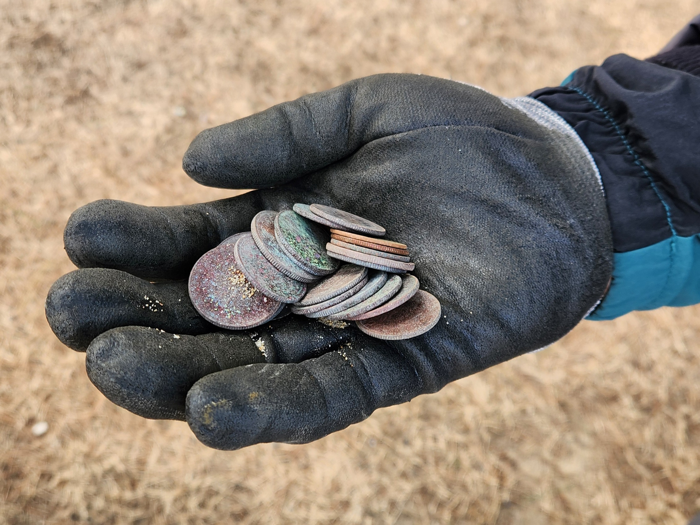 A member of a metal detecting club holds coins found at Mangsang Beach in Donghae, Gangwon, on Feb. 6. [LEE GYU-RIM]